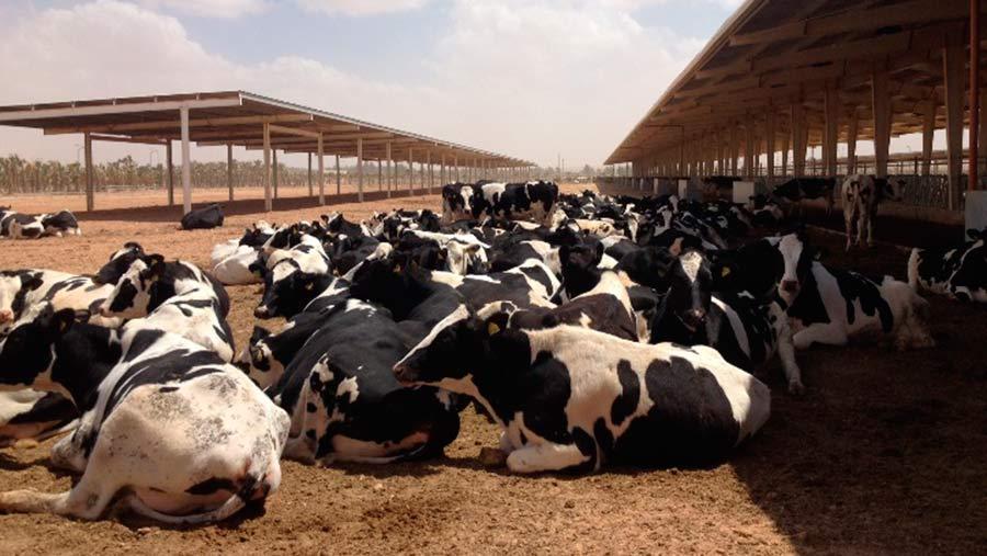 jordan dairy cows in yard